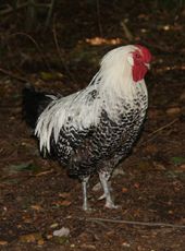 Huhn-208.jpg